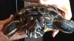 Kolik může červená želva bez vody